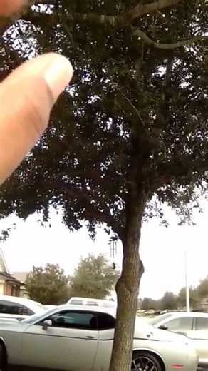 Picking🍒🍒🍒 berries