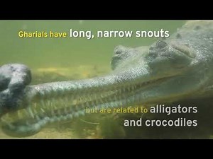 Conservation of gharials in India : Gharial Ecology Project