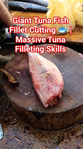 Giant Tuna Fish Fillet Cutting 🐟 #TunaFish #TunaFillet #FishCutting #SeafoodShorts #FilletSkills