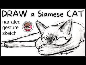 How to Draw a Siamese Cat Laying Down Relaxing, simple sketch tutorial for beginner artist & up