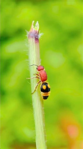 Velvet ants Insect #shorts