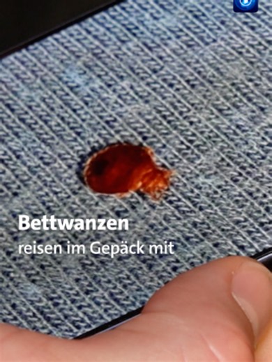 Bettwanzen werden auf Berghütten zunehmend zum Problem. Um einen Befall zu verhindern, testet der Deutsche Alpenverein (DAV) im Allgäu neue Präventionsmaßnahmen. Bewähren sie sich, könnten sie künftig auch auf weiteren Berghütten eingeführt werden. #bettwanze#berghütte #wandern #berge #tagesschau #nachrichten