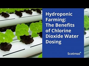 Hydroponic Farming: The Benefits of Chlorine Dioxide Water Dosing -Scotmas