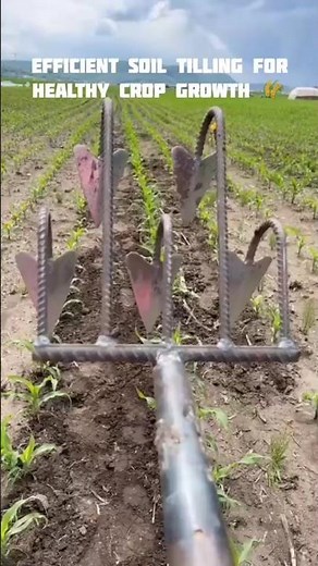 Hand Cultivation in Corn Fields | Traditional Farming Method