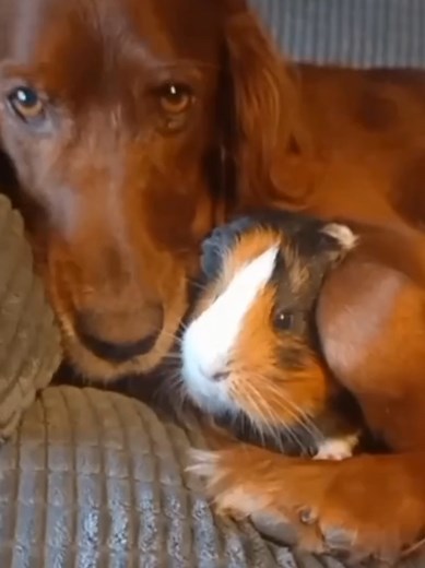Unconditional Love Between Guinea Pig and Dog