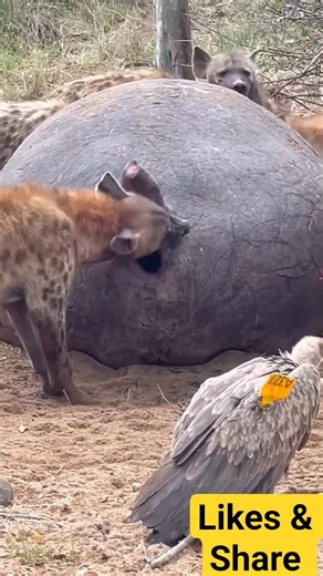 hyena eating other animals | #animals #wildliferescue #motheranimal #hyena