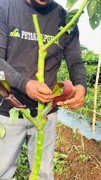 How to upgrade local avocados to premium varieties with field grafting #plants #fruit #avocado