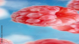 Raspberries tossed in the air falling down in slow motion with bokeh