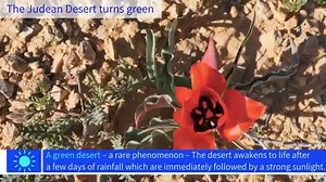 366K views · 5.3K shares | Watch as Israel's Judean Desert transforms into a lush and beautiful oasis. "Green Desert" may sound like an oxymoron, but in the Judean Desert, this is the reality. Green Desert refers to a two week period in which the Judean Desert experiences a few days of rainfall followed by a period of strong sunlight. This rare and natural phenomenon occurs once every few years, resulting in a breathtaking display of nature. | Israel Ministry of Foreign Affairs | Facebook