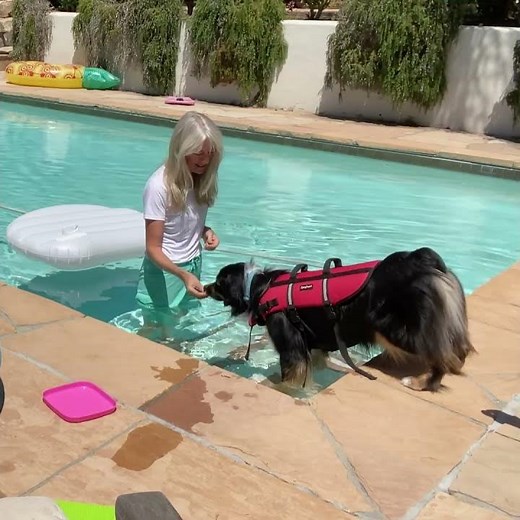 Water Confidence Training for Dogs Unsure of Swimming