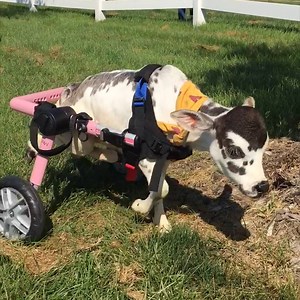 1.6M views · 9.2K shares | This adjustable wheelchair helps animals walk again — including this miniature cow.  | Insider Animal Lovers | Facebook