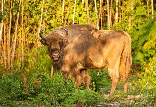 Bison released into huge woodland plot