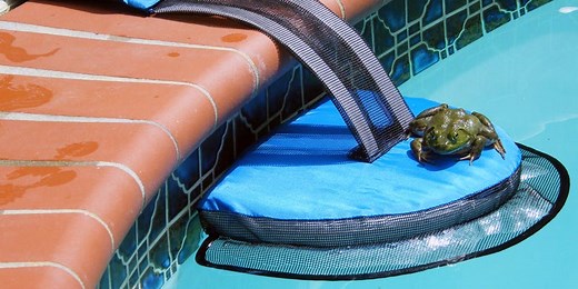 A wildlife biologist designed a ramp to stop animals drowning in swimming pools