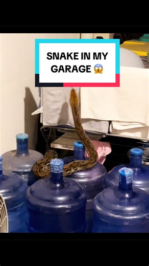 Unexpected Python Encounter in Our Village Garage