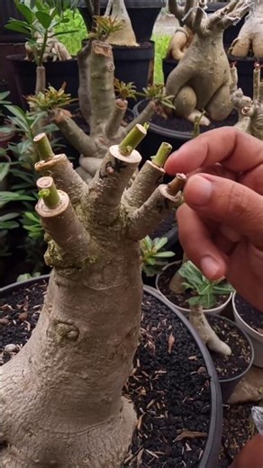 If the Adenium Grafting is Brown, it Means Failure. You Can Re-Graft Again