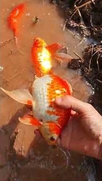 Red Beauty Alert: Discover the Hidden Charm in My Veggie Garden