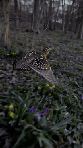 American Woodcock courtship flight + peent — rare sky-dance audio #birdsound #wildlife #asmr