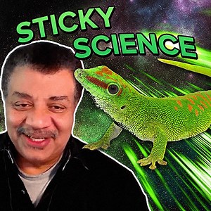 What’s the Science Behind a Gecko’s Sticky Feet? 🦎 | StarTalk
