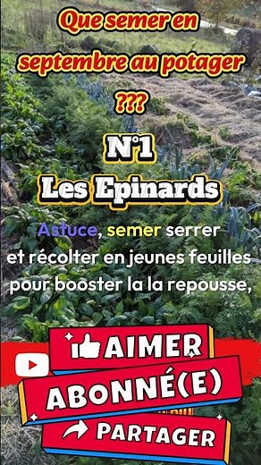 20 Vegetables to Sow in September - No. 1: Spinach #vegetable garden #gardening #sowingseptember