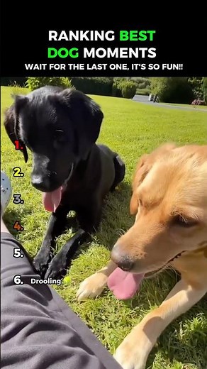 Dogs Being Idiots part 151: Dogs Love Balls 😂😂
