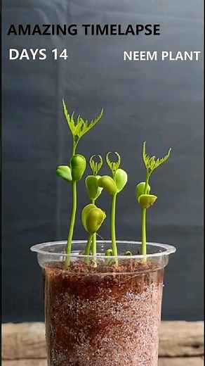 Neem plant || How To Grow Neem Tree || Plant Growing || Neem || Amazing video || Timelapse Videos