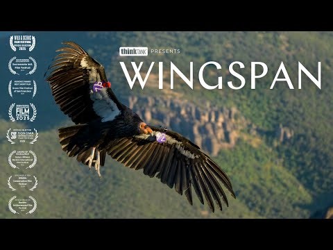 Think Tank Presents: Wingspan — California Condors and the Art of Conservation Photography