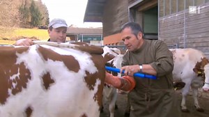 Brünstige Kuh schickt SMS