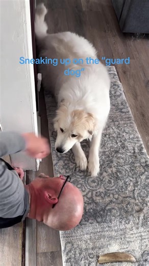 Funny Dog Acting as Guard? 😂 #funnydog