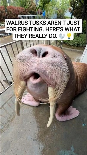 Why walruses use their whiskers like FINGERS. 🧔‍♂️🌊🤯 #MarineLife #ArcticAnimals #Walrus #OceanLife