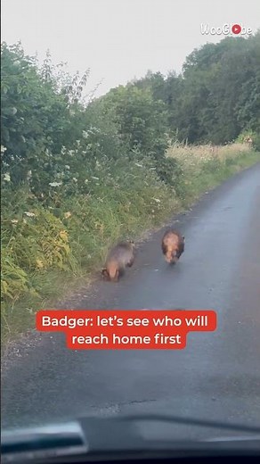 Badger Fight: Intense Roadside Battle Captured in England