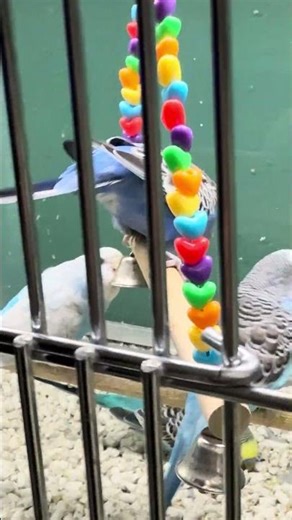 🦜Cute Fancy Parakeet birds at Pet supplies plus🦜