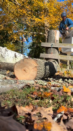 Don’t grab the grass! 🪵 | Colonial Tree Service