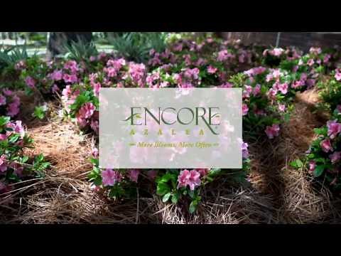 Planting Encore Autumn Bonfire Azaleas with Jim Putnam