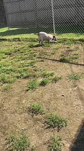 Oh my gosh is Gump cute! Gump is around 6 months old. Playful and sweet! High energy and ready for fun and adventures. He seems fine with other dogs. Kids and cats are unknown. He is so much fun he is going to make a great addition to a family. More info and applications at pawscares.org | PAWS Animal Adoption Center