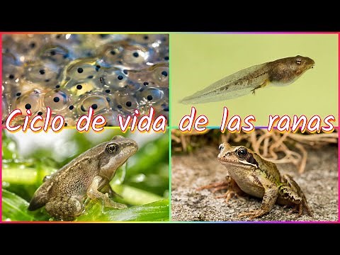 Ciclo De Vida De Las Ranas Para Niños