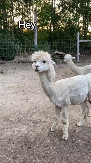 Michael Vibes at Useless Farm - Hey, Whatcha Thinking About?