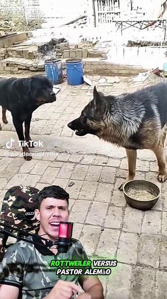 Rottweiler vs Pastor-Alemão: Comparação de Raças