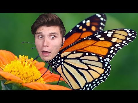 Der SCHMETTERLINGS Simulator