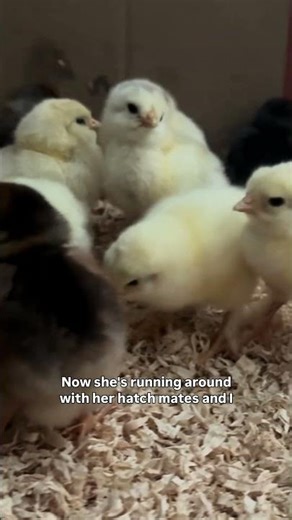 Our shrink wrapped chick made it!