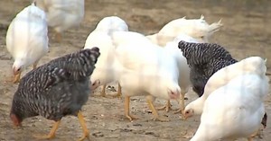Another case of Avian Flu detected in Maryland, fifth since 2022