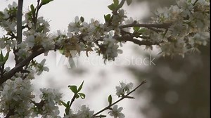 blossoms of mirabelle tree in the garden, close up branch of fruit tree