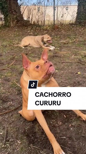 Cachorro Cururu: O Fofinho Que Conquista Todos