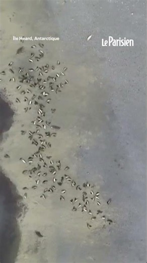 13 000 éléphants de mer retrouvés morts sur une île isolée