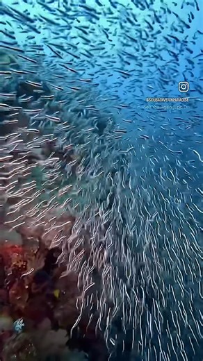 Loved swimming through the bait balls in Alor. #alor #indonesia #diving #dive #diver #scuba #scubadiver #scubadiving #scubalife #divinglife #divelife #balidiving #alor #underwater #underwaterlife #fish #fishball #underwaterworld | Scuba Diver in Paradise