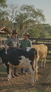 30-liter-a-day dairy cow.