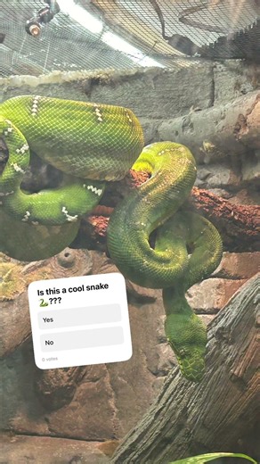 🐍 🐍🐍🐍#snakes #snake #greensnake #python #boa #snakeio