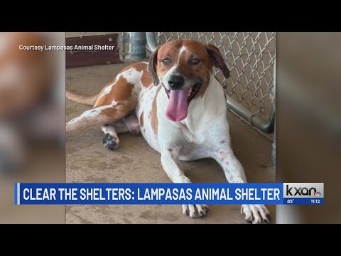 Adopt a pet to help Lampasas Clear the Shelters