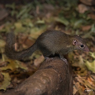 4.3K views · 197 reactions | In this video, these northern tree shrews are interacting with a snake shed that the keepers have placed in their habitat to provide sensory enrichment. The shrews are actively scent-marking the shed until it practically disintegrates. Shrew-d move keepers! : Keeper Jessica | Bronx Zoo | Facebook