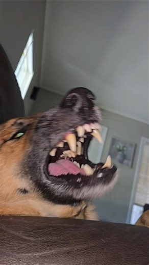 Playing with my German Shepherd, he is very sweet #furry #pets #dog