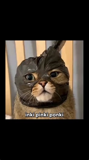 TikTok · Meme poster